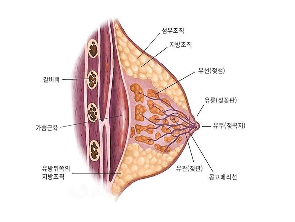 유방의 구조.jpg