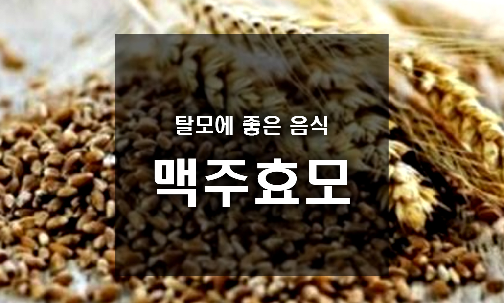 탈모에 좋은 음식 맥주효모 효능.jpg