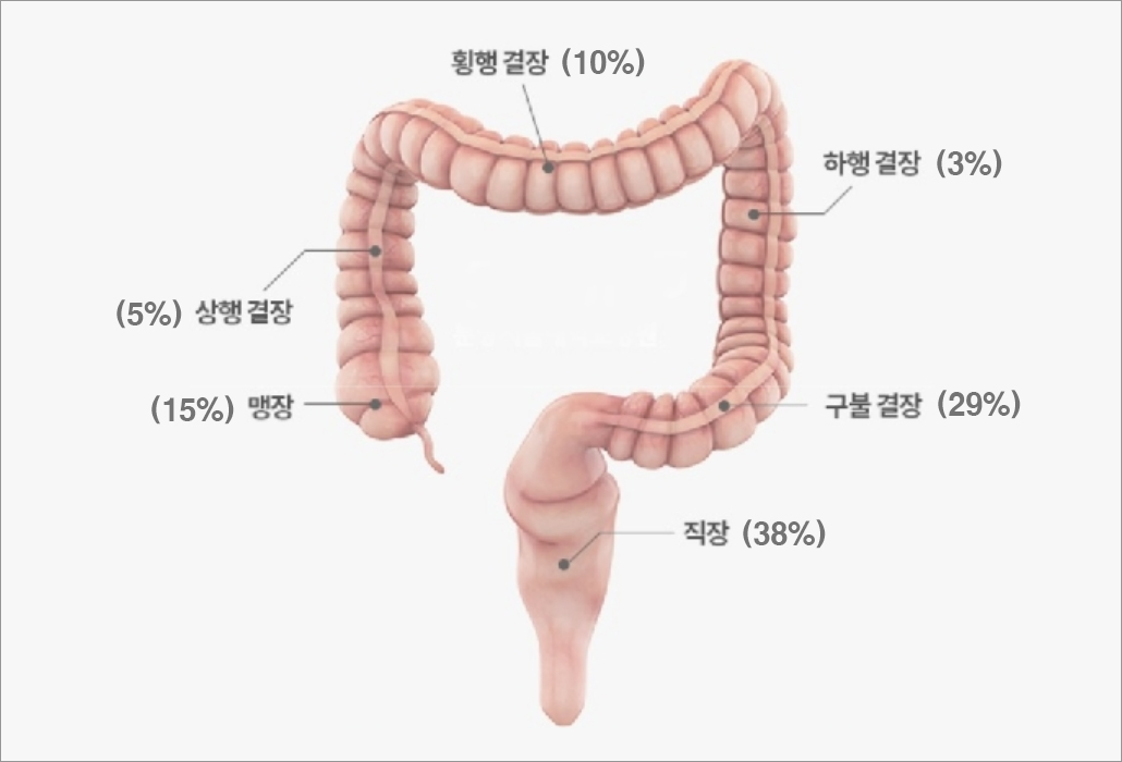 대장의 구조.jpg